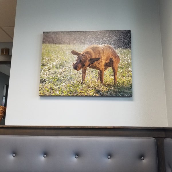 Garland Animal Clinic Spokane Washington noonaday