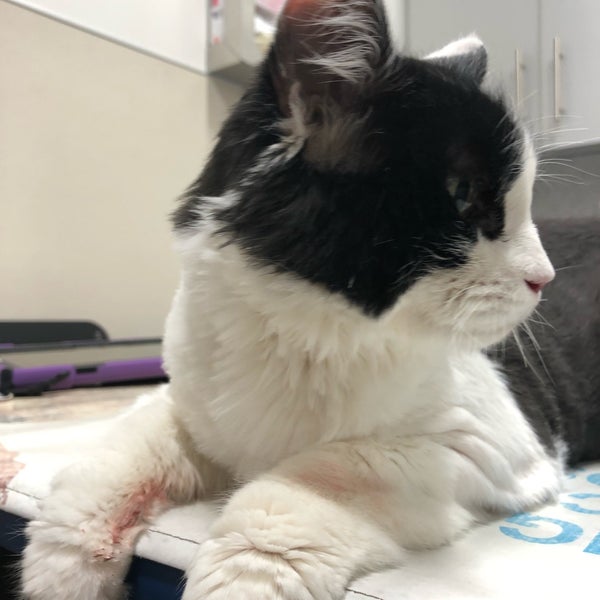 Photo taken at The Animal Medical Center by Teresa L. on 6/25/2019