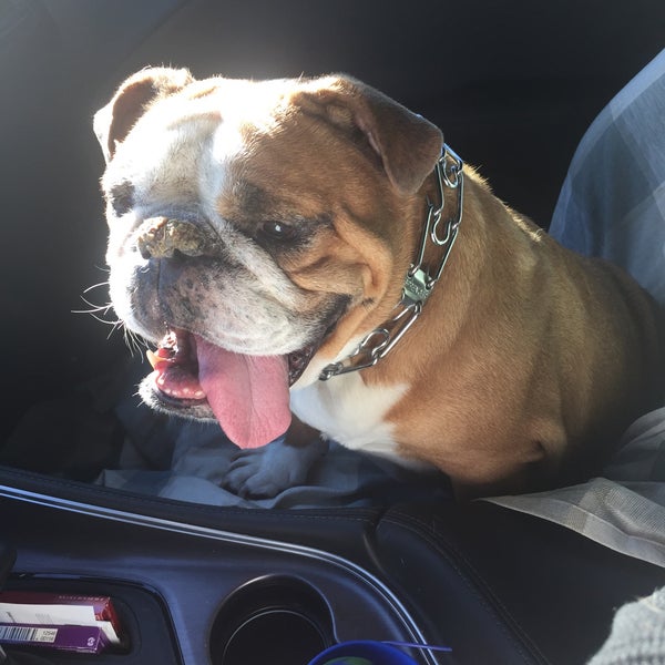 Petco Pet Supplies Store in Las Vegas