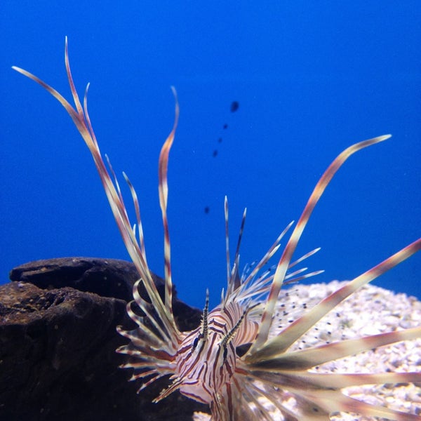 Aquarium Center Tienda de mascotas en Clementon