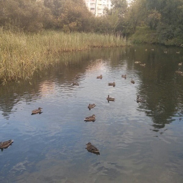утки в томской области. утки в нижнем новгороде. утка нижний новгород. парк тушино утки. утка нижний новгород.