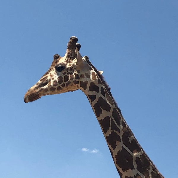 Photo taken at Attica Zoological Park by Raghad on 8/22/2019