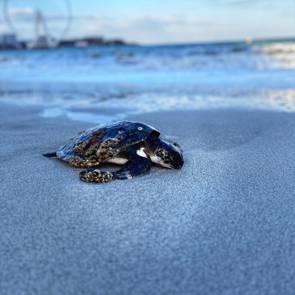 3/1/2024にAlexandraがThe Beachで撮った写真