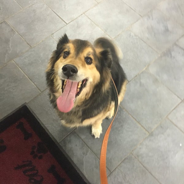 Pet Suite Retreat Inkster 26245 Michigan Ave