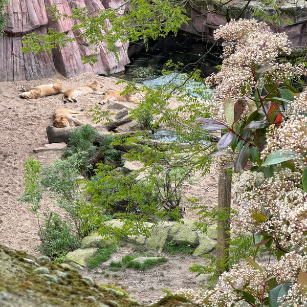 4/18/2024 tarihinde Julia C.ziyaretçi tarafından Zoo Antwerpen'de çekilen fotoğraf