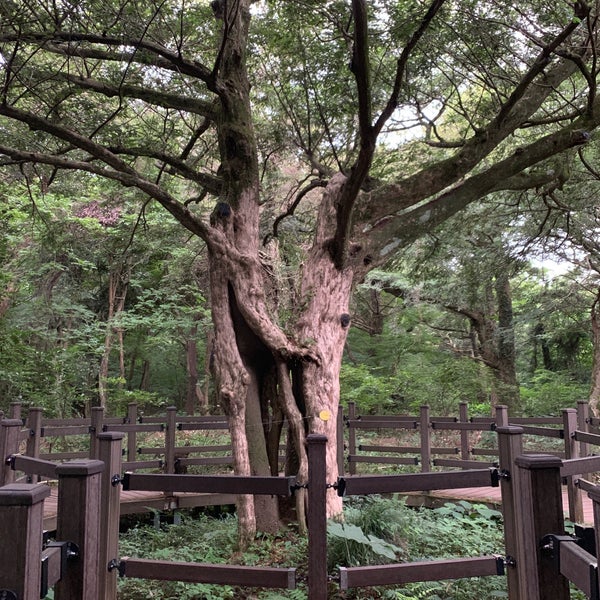 비자림 연리지 - 숲에서의 사진