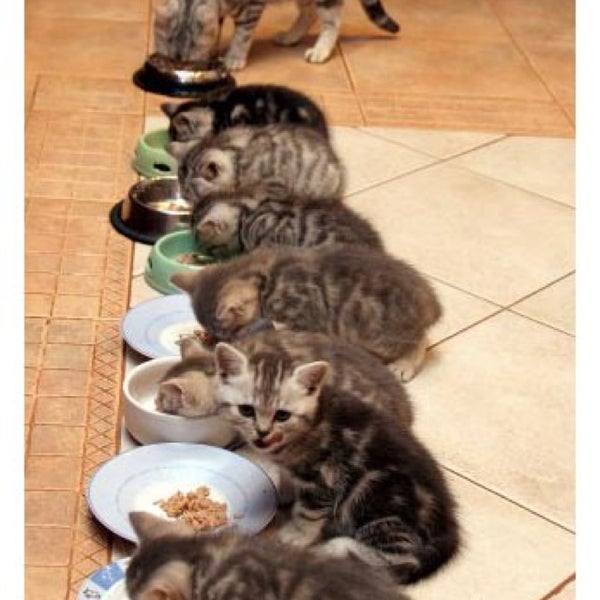 сколько кошки вынашивают котят в животе обычные. беременность у кошек продолжительность. срок беременности у кошек. кошки ходят беременные. кошки вынашивают котят.