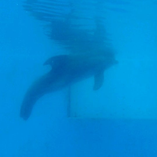 Photo taken at Winter&#39;s Dolphin Tale Adventure by Marilyn T. on 1/17/2013