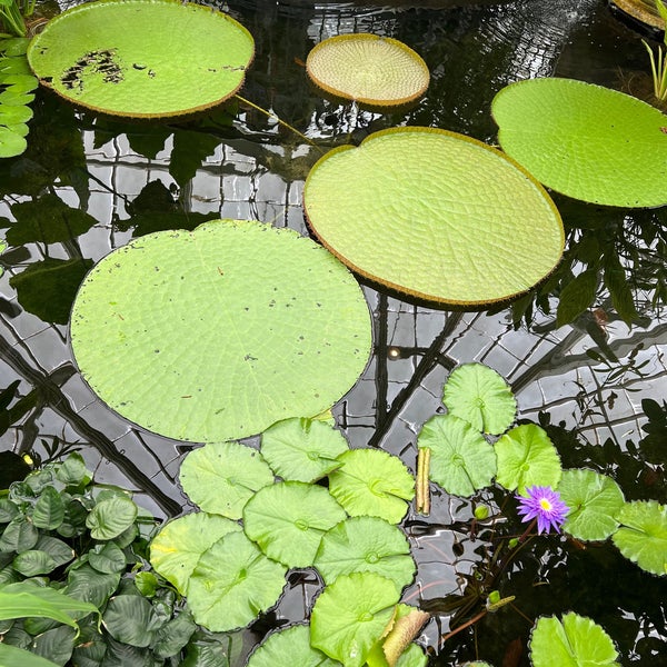 Photo taken at Conservatory of Flowers by S C. on 6/6/2023