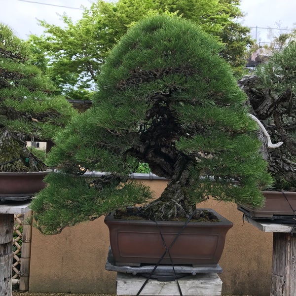Photos At 春花園bonsai美術館 江戸川区 東京都