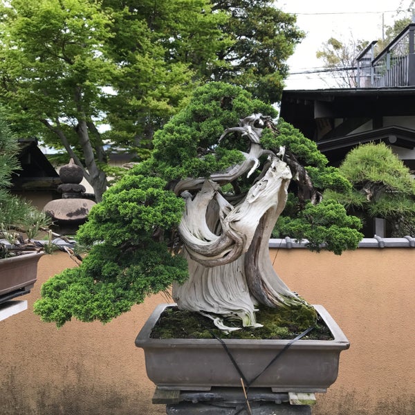 Photos At 春花園bonsai美術館 江戸川区 東京都