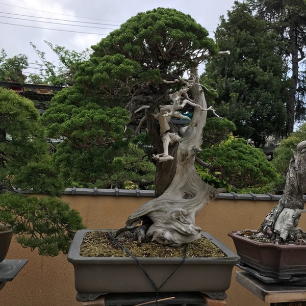 Photos At 春花園bonsai美術館 江戸川区 東京都