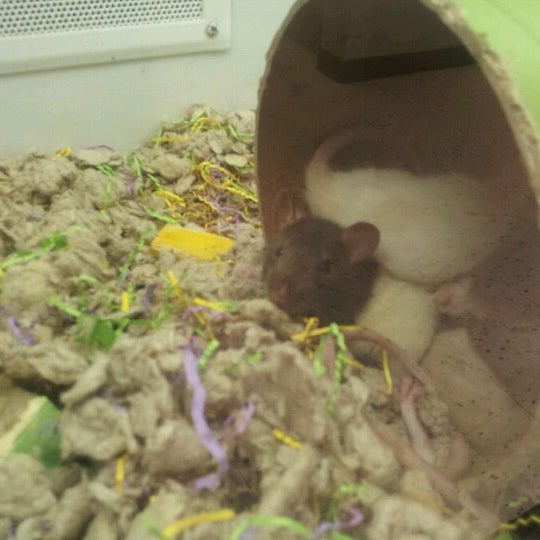 petco greenback