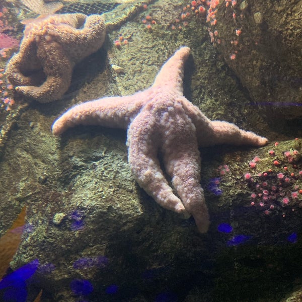 Foto scattata a Shark Reef Aquarium da Scott S. il 4/18/2019