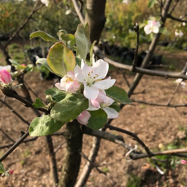 Мичуринский Сад Купить Саженцы