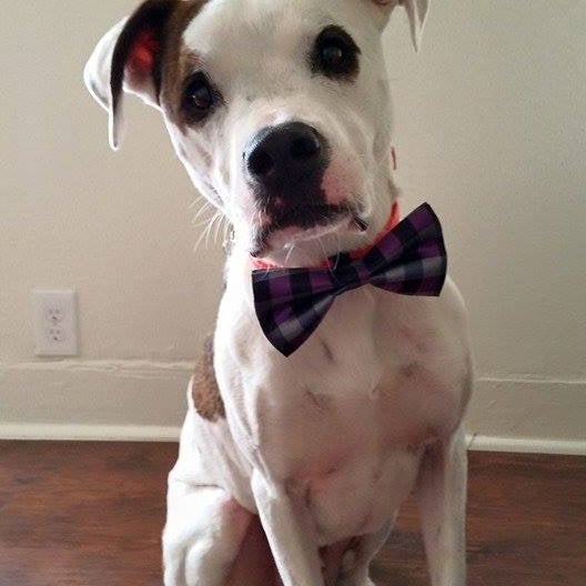 Lovely puppy accessories to make my little man look like a gentleman.