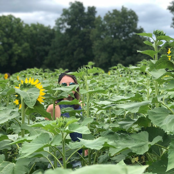 Photo taken at Sussex County Sunflower Maze by Sumeet S. on 8/19/2018