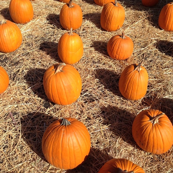 Cambrian Park Plaza Pumpkin Patch San Jose, CA