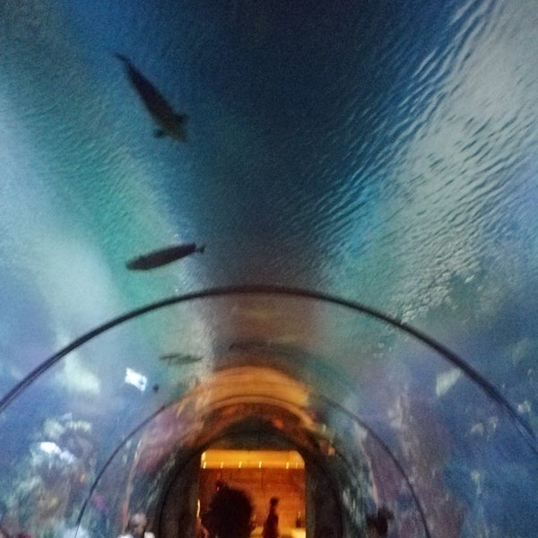 Photo taken at Shark Reef Aquarium by Anna on 7/6/2019