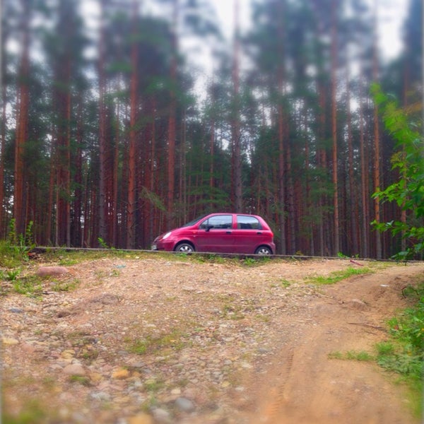 Лужский лес