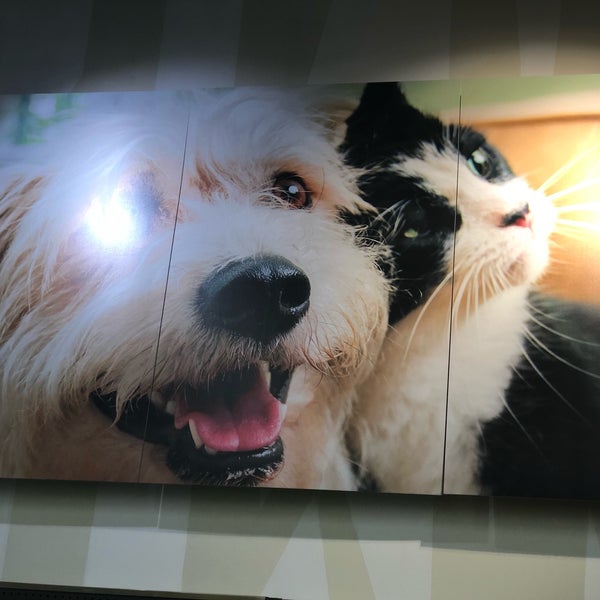 Petco San Antonio Nonoalco Mixcoac 16 tips