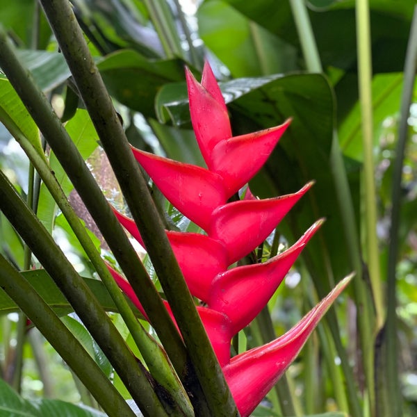 Снимок сделан в Hawaii Tropical Botanical Garden пользователем Patrik H. 3/12/2020
