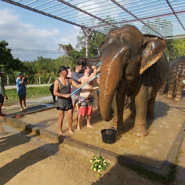 Elephant sanctuary park. Грин Элефан Санктури Пхукет. Парк слонов Пхукет. Green Elephant Sanctuary Park. Ферма Elephant retirement Park Phuket.