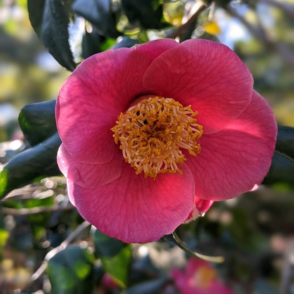 Photo taken at Japanese Friendship Garden by David Z. on 11/25/2021