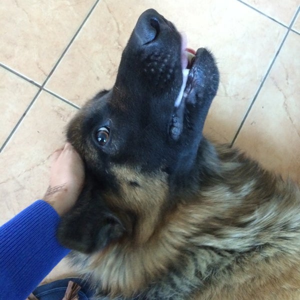 Кот и пес георгиевск