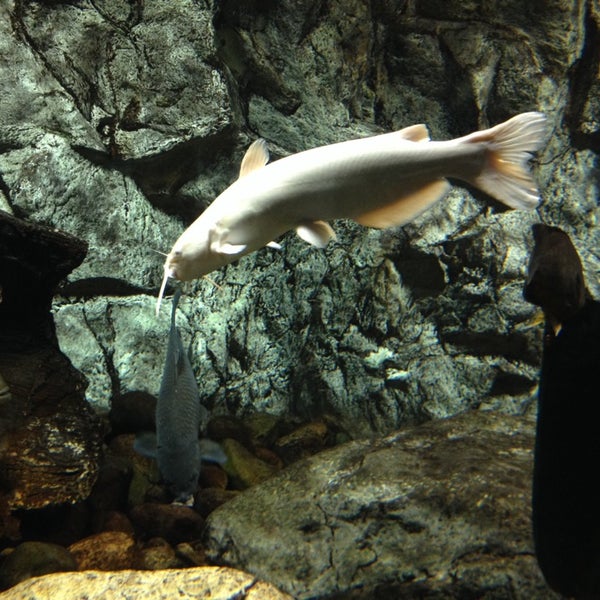 Cabela's hot sale fish aquarium