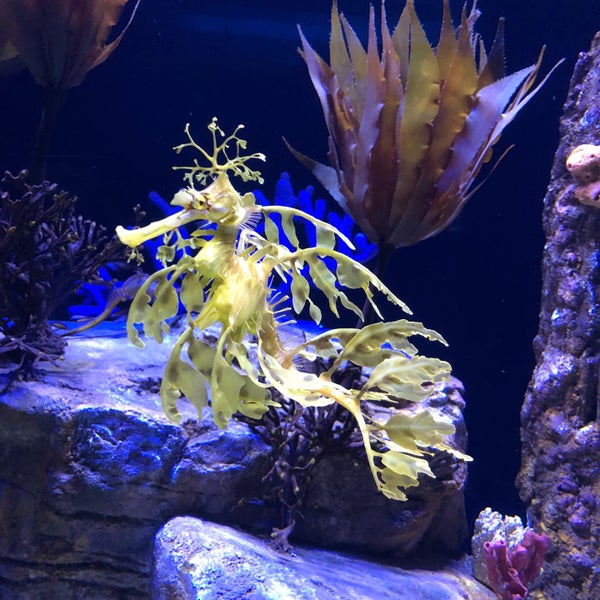 Снимок сделан в Birch Aquarium пользователем spaghetti j. 9/14/2019