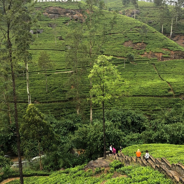 Photos At Damro Tea Gardens 1 Tip