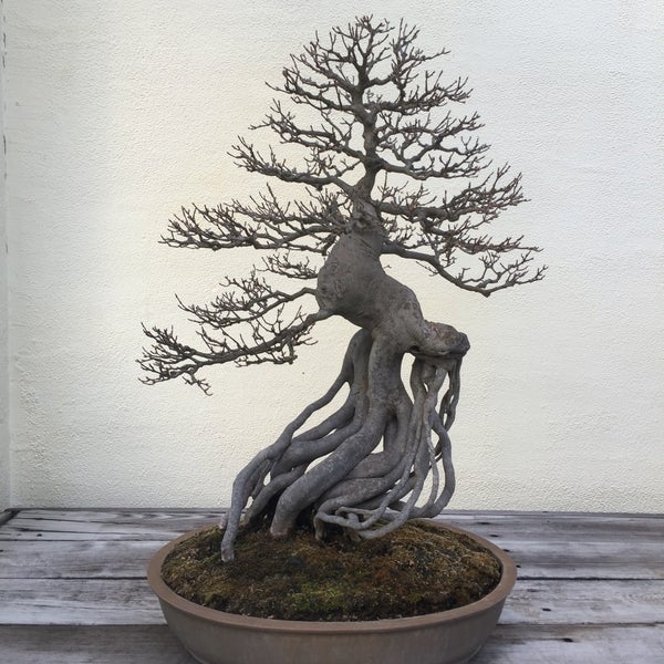 National Bonsai and Penjing Museum бонсай на Камне