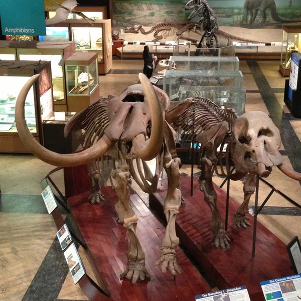 Photo taken at University of Michigan Museum of Natural History by Sarah C. on 1/30/2013