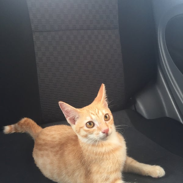 Klinik Haiwan Surgeri Anggun Veterinarian In Parit Raja