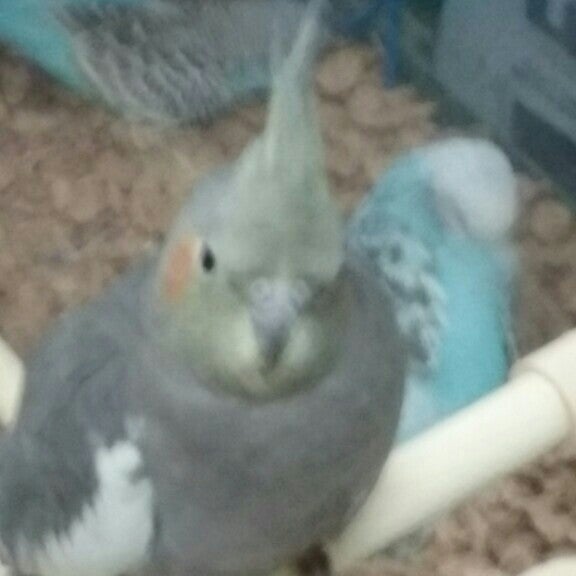 Petland Pet Supplies Store in Lewis Center