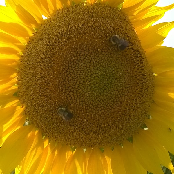 Foto diambil di Sussex County Sunflower Maze oleh Professor N. pada 8/29/2015