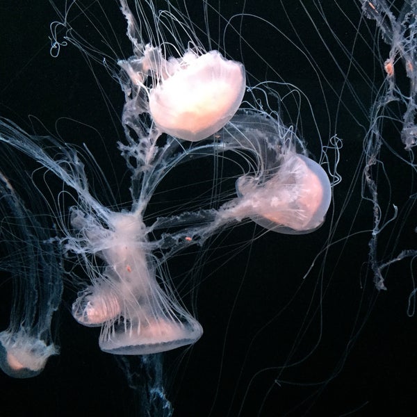 Foto diambil di Georgia Aquarium oleh Alexander pada 1/11/2015
