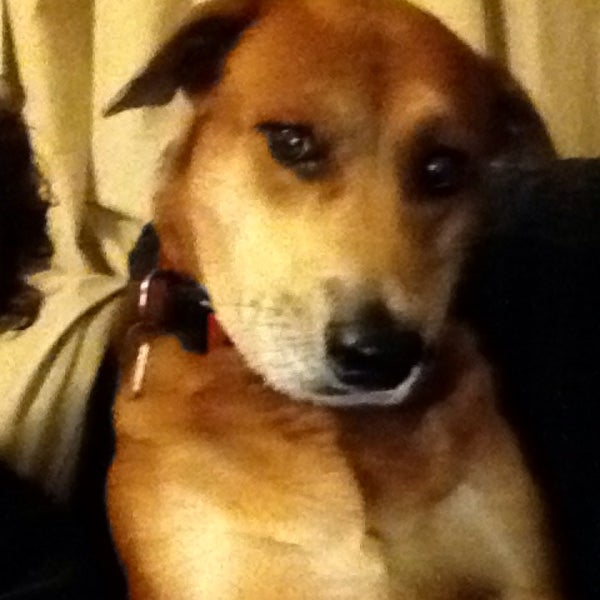 pet supermarket dog muzzle