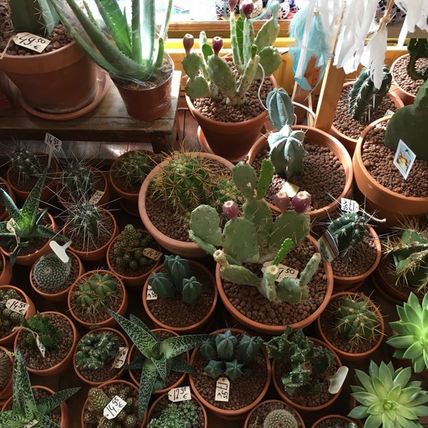 Danny de Cactus Flower Store in Stadsdriehoek
