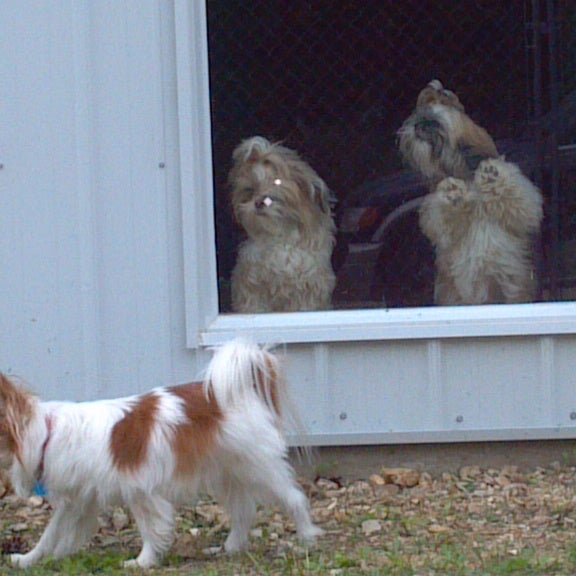 Dogs Day Inn Pet Service