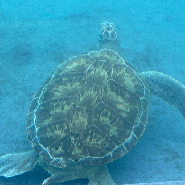 Foto tomada en Texas State Aquarium  por Curtis G. el 6/17/2021