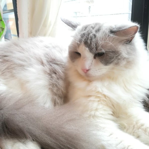 浅草橋猫カフェ Kei S ケイズ 台東区のカフェ 浅草橋猫カフェ Kei S ケイズ 台東区のカフェ