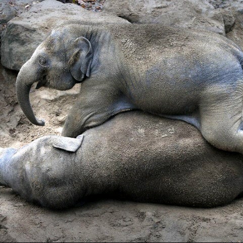 Снимок сделан в Dierenpark Emmen пользователем Bas V. 12/11/2012