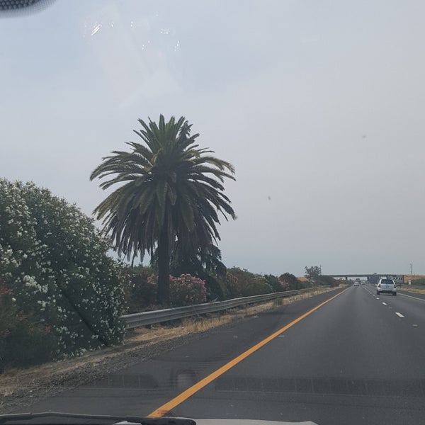 Palm And Pine Tree Middle Of California Road in Madera