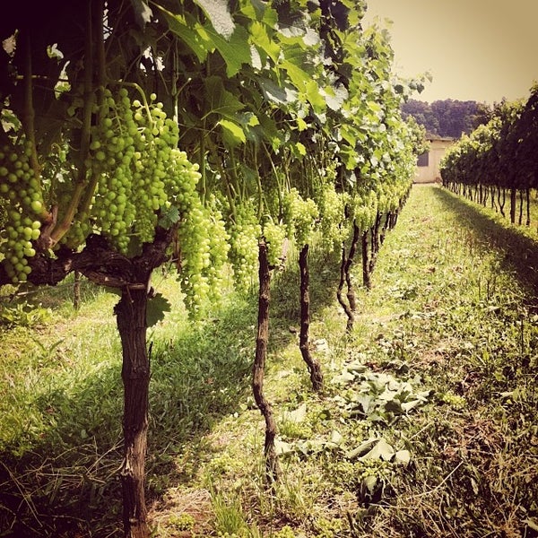 Foto diambil di Vinícola Lovara oleh Lovara Vinhos Finos pada 11/28/2013