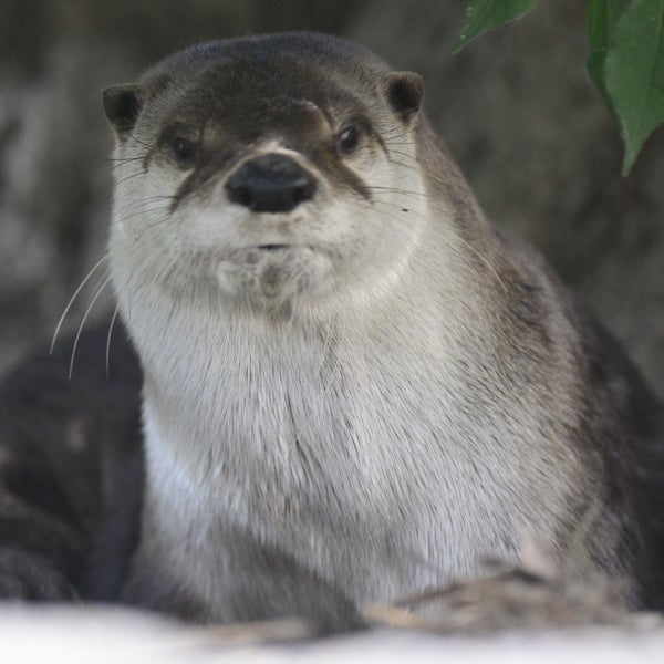 Fotos En 盛岡市動物公園 カナダカワウソ舎 Exposicion
