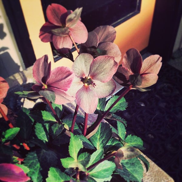 Terra Bella Flowers & Mercantile Phinney Ridge 2 tips from 33 visitors