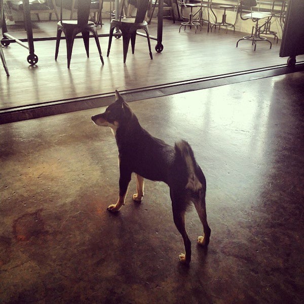 Панин стелла