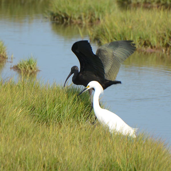 รูปภาพถ่ายที่ Wetlands Institute โดย Wetlands Institute เมื่อ 9/25/2013